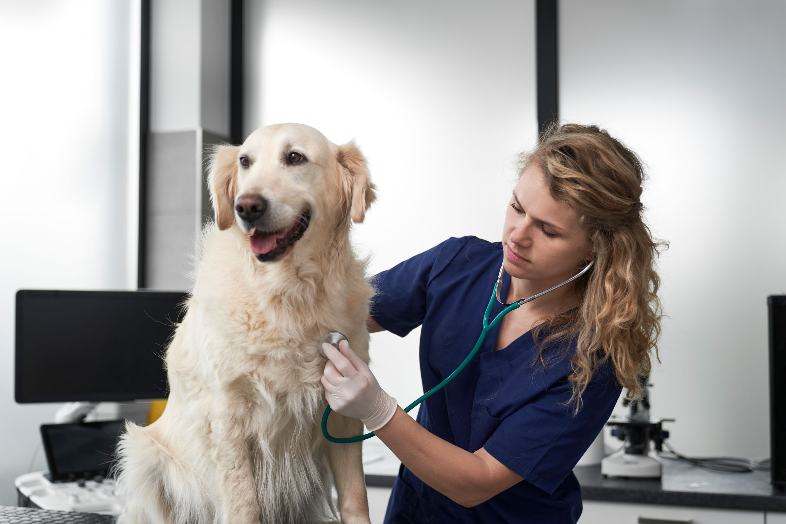 When Should I Test My Dog for Heartworms?