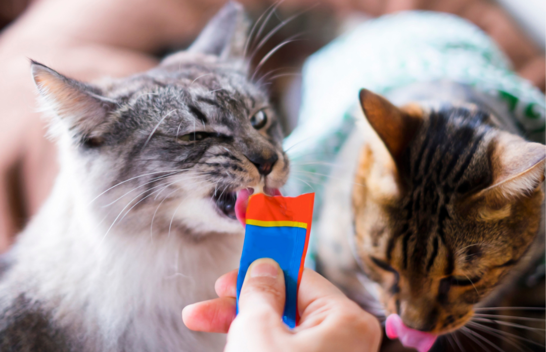 When Treats Turn into Trouble: Recognizing Unhealthy Weight in Pets