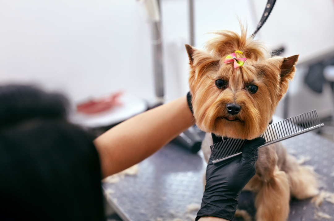 Pet Wellness Meets Grooming: How Regular Grooming Supports Your Pet’s Overall Health