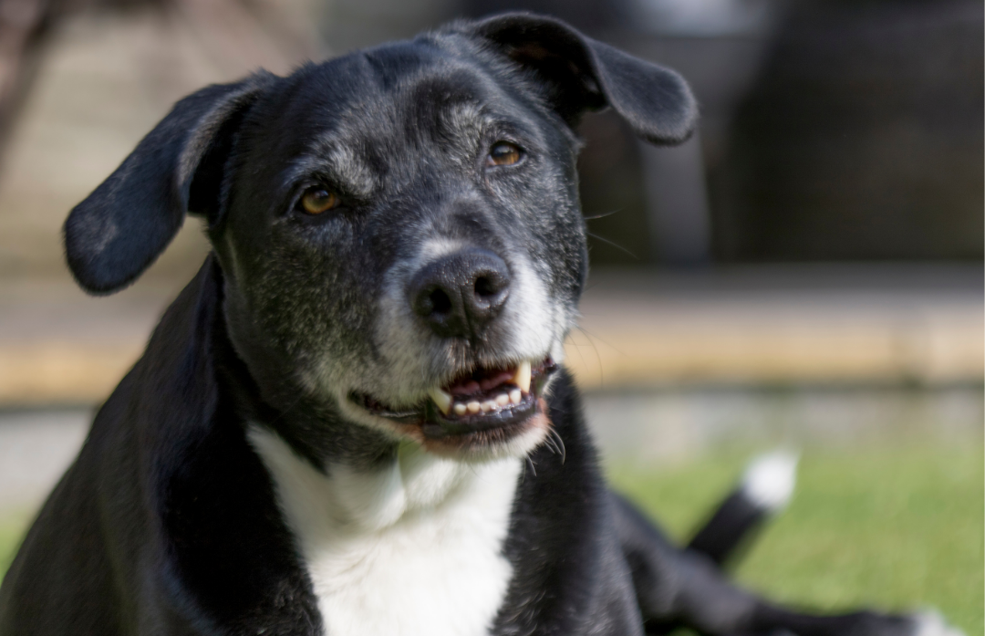 Aging Gracefully: Why Senior Pets Need Extra Health Monitoring